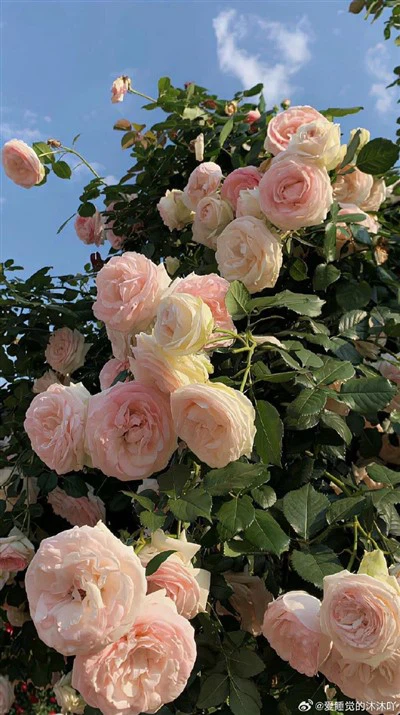 Quartz Ultraviolet sterilizationem tubulis